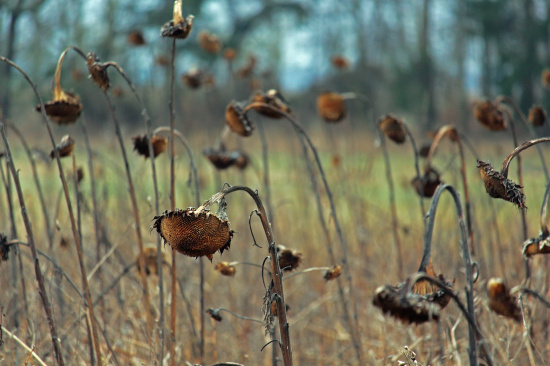 War in Ukraine is causing sunflower lecithin shortage